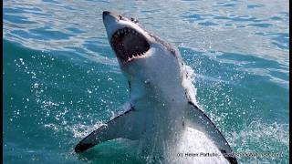 Great White Sharks South Africa 12 3 2014