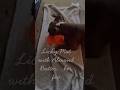 Licky Mat - Pibble Mental Stimulation #dog #pitbull #staffy #pets #rescuedog #shorts