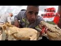 Feeding African Wild Animals / South Africa