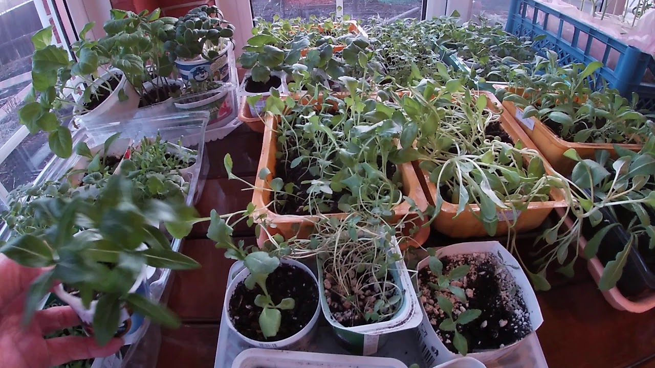 Супер фитолампа!