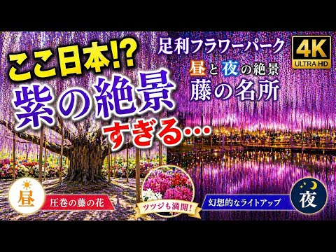 【2026最新】ここ日本!? 紫の絶景がヤバすぎた…足利フラワーパーク 4K