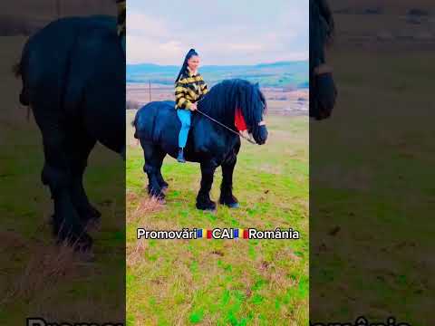 @PromovariCaiRomania #horse #horseshow