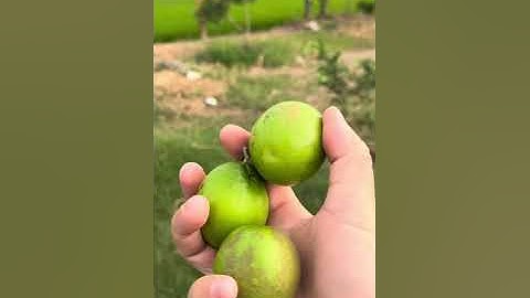 Khu Sinh Thái Vườn Xanh Biển Gò Công