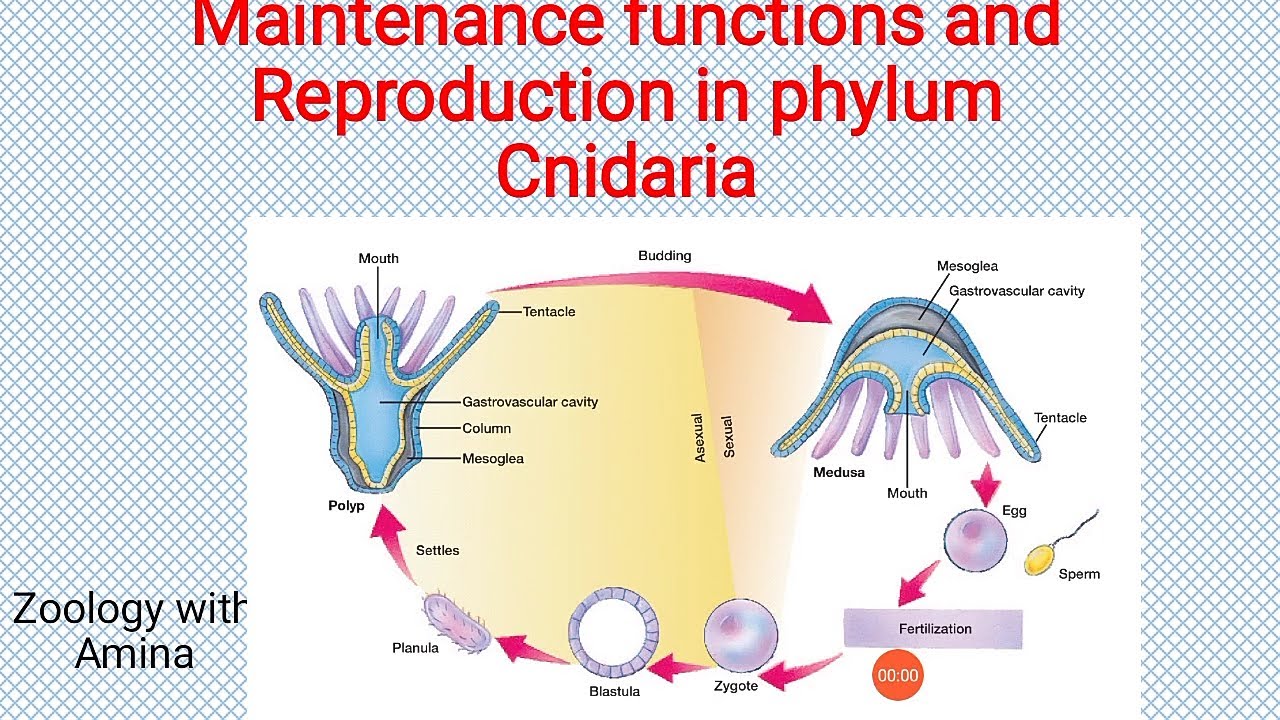 Maintenance functions and Reproduction in Phylum Cnidaria Zoology