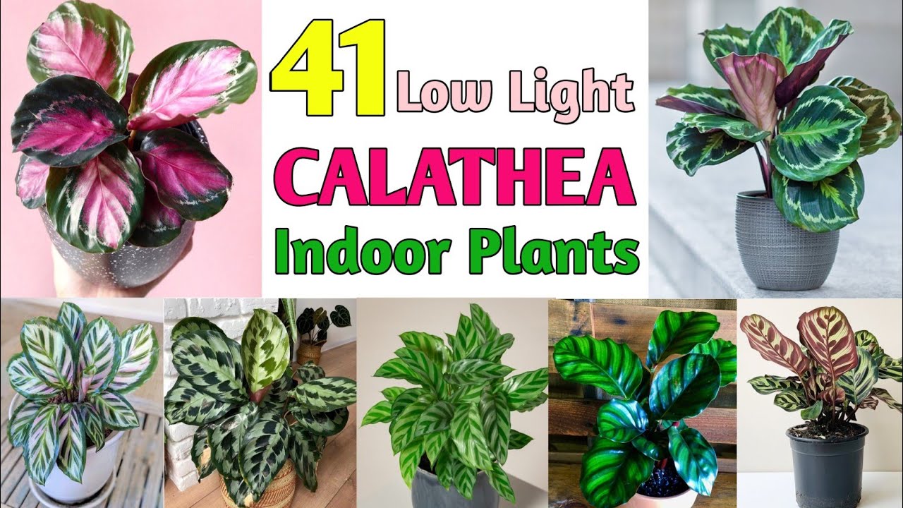 41 Low Light Calathea Plant Varieties Rare and Best Indoor Calathea