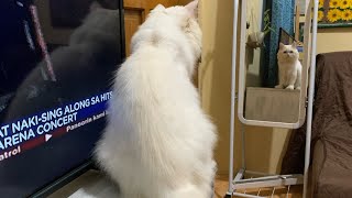 Persian Cat Wants to Write by Christia Velante 404 views 1 year ago 1 minute, 29 seconds