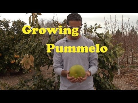 וִידֵאוֹ: What Is A Pummelo: Tips for Growing A Pomelo Tree