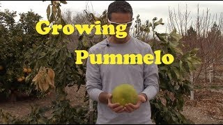 Growing Pummelo in AZ