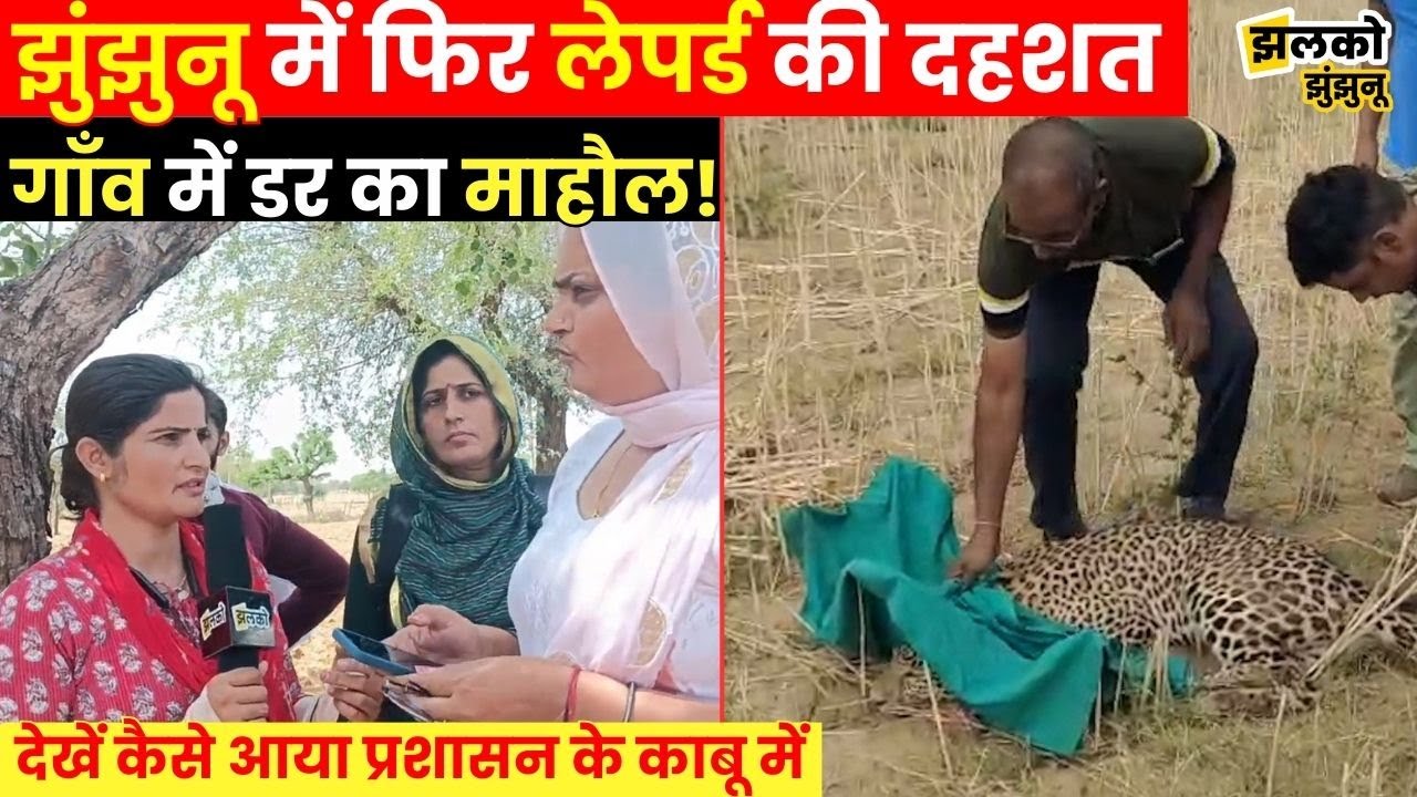 Jhunjhunu के गाँव में Leopard ने फैलाया आतंक, देखें कैसे आया प्रशासन की पकड़ में ~ Jhalko Jhunjhunu