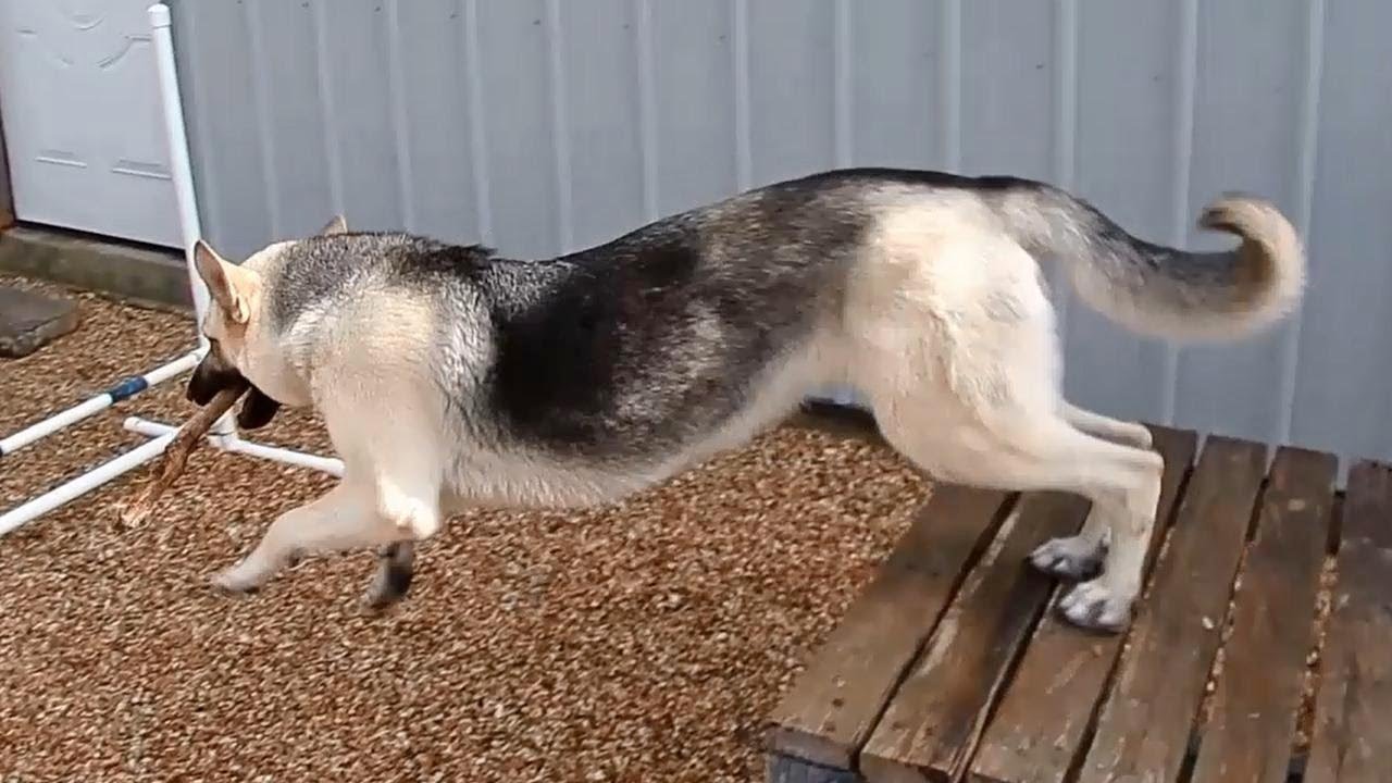 This Is Cinnamon | Gunther White German Shepherds, Redford MO