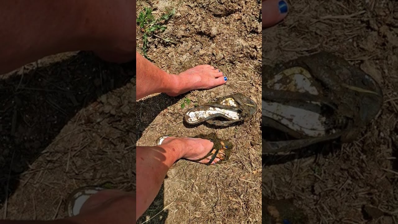 She ❤️ barefoot in broken strapies in rancid farm slurry muck and deep mud 🐄💩👣😳