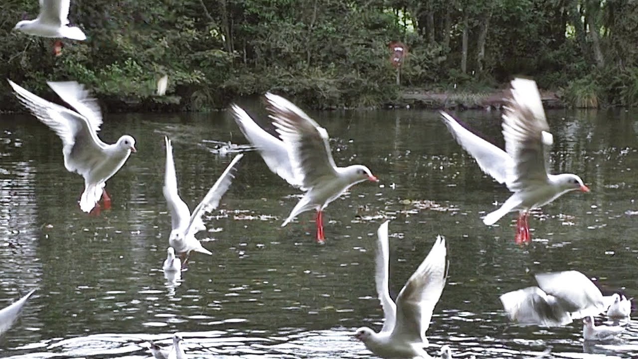 Black Headed Gulls - Birds Flying in Slow Motion