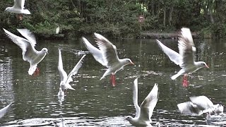 birds flying motion headed slow gulls