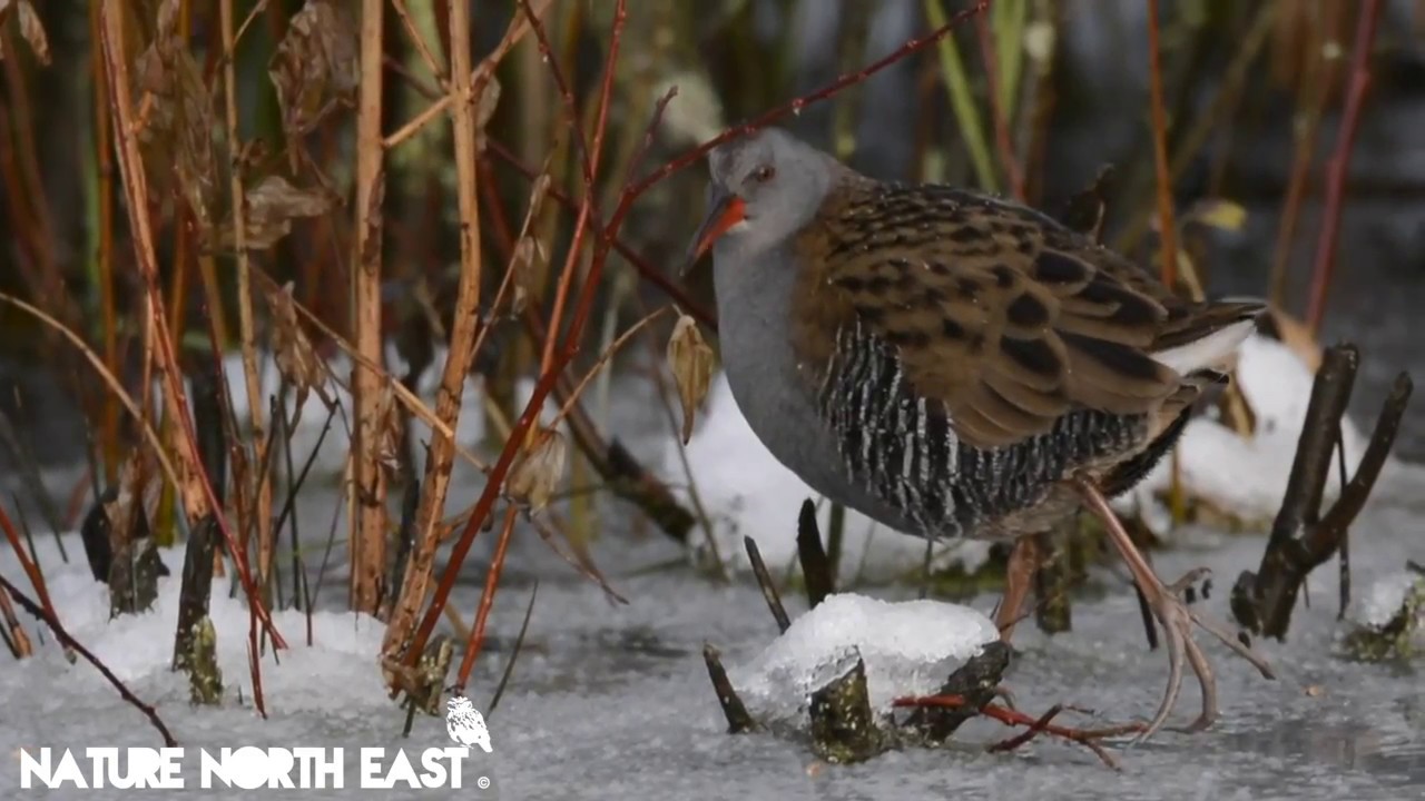 WATER RAIL on Ice, Durham