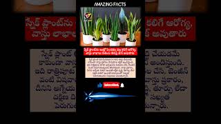 స్నేక్ ప్లాంట్ ప్రయోజనాలు: ఆరోగ్యం మరియు వాస్తు చిట్కాలు #shorts #ytshorts #vaastu #trending #viral