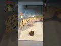 【レオパ】置き餌で食べてくれた【爬虫類給餌】