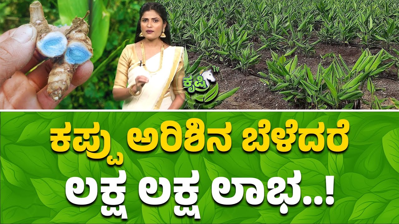 ಕಪ್ಪು ಅರಿಶಿನ ಬೆಳೆದರೆ ಲಕ್ಷ ಲಕ್ಷ ಲಾಭ..! Black Turmeric Farming Huge Profits