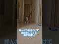 猫の頭突きは手加減を知らない #cats #猫のいる暮らし