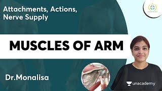Muscles of Arm | Attachments, Actions, Nerve Supply|NEET PG | Dr.Monalisa | Unacademy Future Doctors