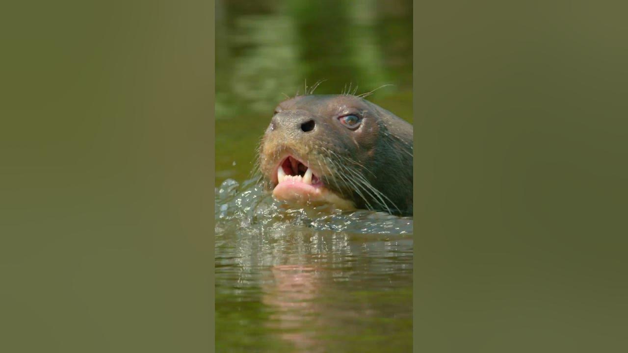 Giant otters are funny, but also dangerous animals🦦 wildlife otter