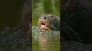 Giant otters are funny, but also dangerous animals #shorts