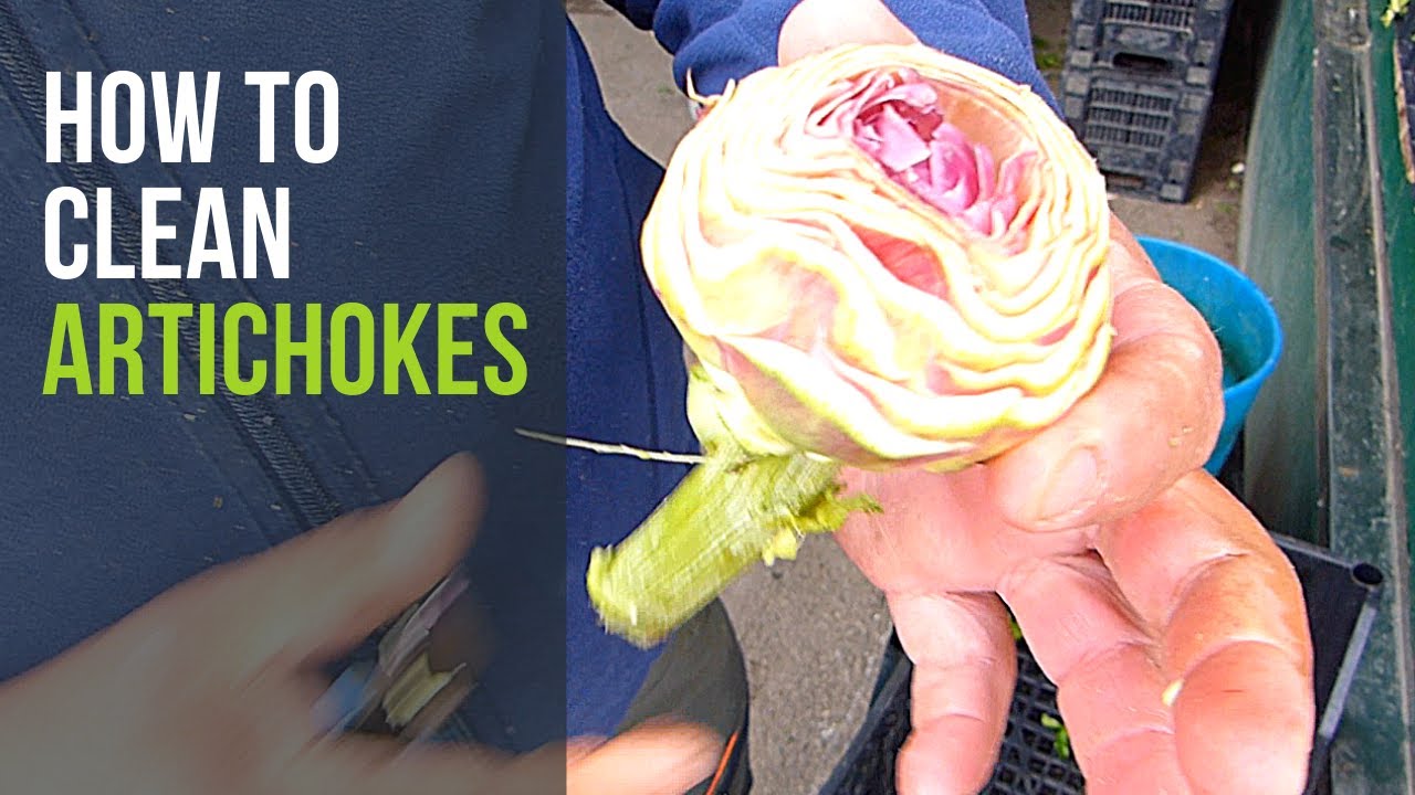 How to Clean Artichokes YouTube