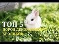 ТОП 5 ПОРОД ДЕКОРАТИВНЫХ КРОЛИКОВ