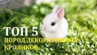 видео Карликовые кролики. 10 симпатичных пород