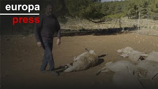 Ganadero pierde diez ovejas en el presunto primer ataque de lobo en C.Valenciana