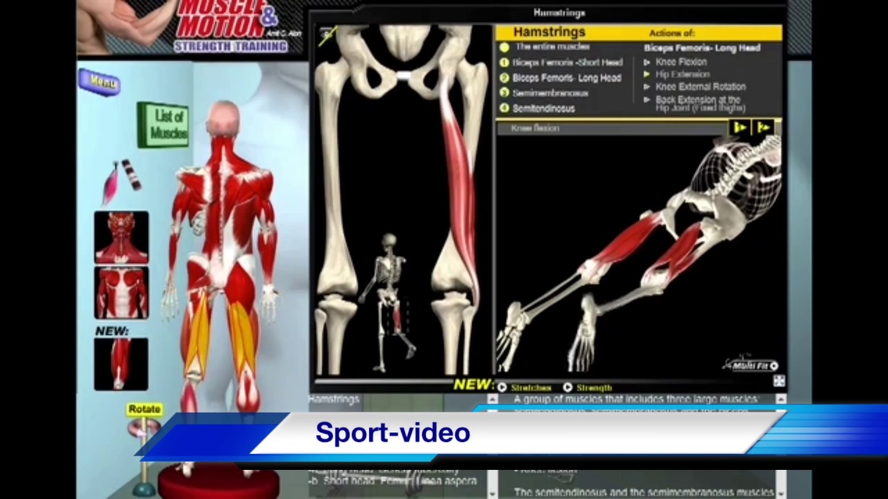Биомеханика Задней Поверхности Бедра. Анатомия и 3D анализ Упражнений