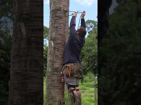 Видео: Защо да използвате седло без дървета?