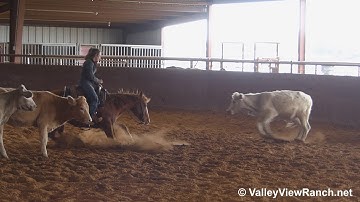 Cat Of High School - cow work! - ValleyViewRanch.net
