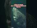 Le Monstre Aveugle des Abysses : le Requin du Groenland !