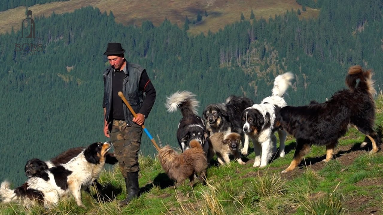 14 câini ciobănești BUNI DE OI | Ciobănitul oilor prin PADURE | Cu caii după lemne în pădure Ep.3