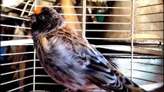 Türk Kanaryaara İskete