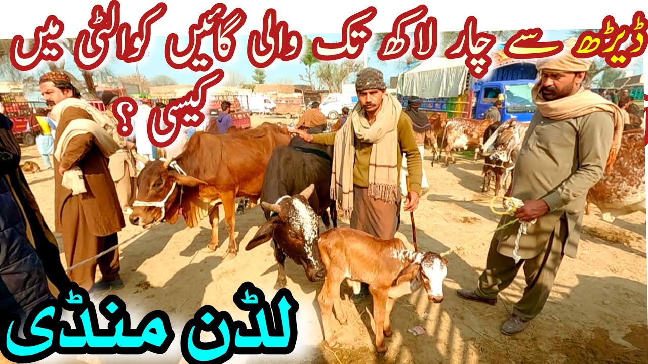 Luddan Mandi Ky Rates ? | Lates Animal Market Update | Luddan Mandi .pk