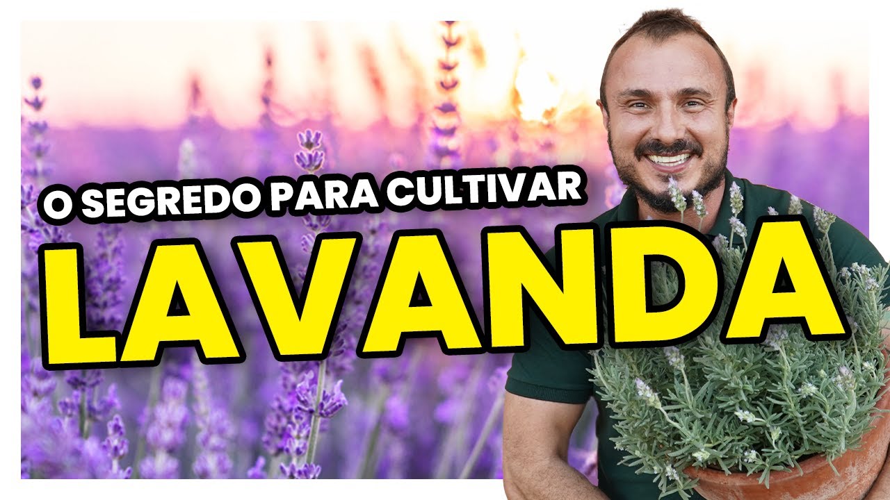O segredo para cultivar LAVANDA | Conheça diferentes espécies