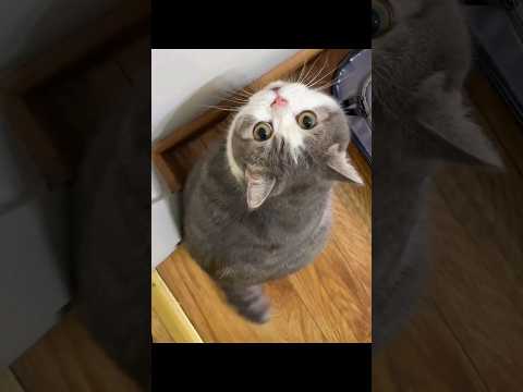 Cat Doing Cat things
