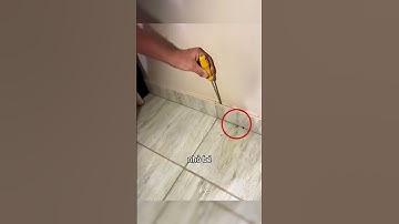 Bọ cạp được tìm thấy dưới gạch lát sàn #shorts