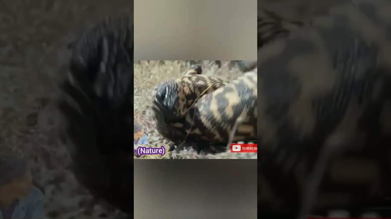 Fighting over reptile territory 