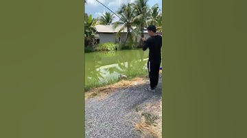 #Shorts Báo cá năm 2024 clip 29 - Hồ Câu Vườn Dừa ấp Ngã Tư, xã Nhuận Đức, huyện Củ Chi, TP HCM