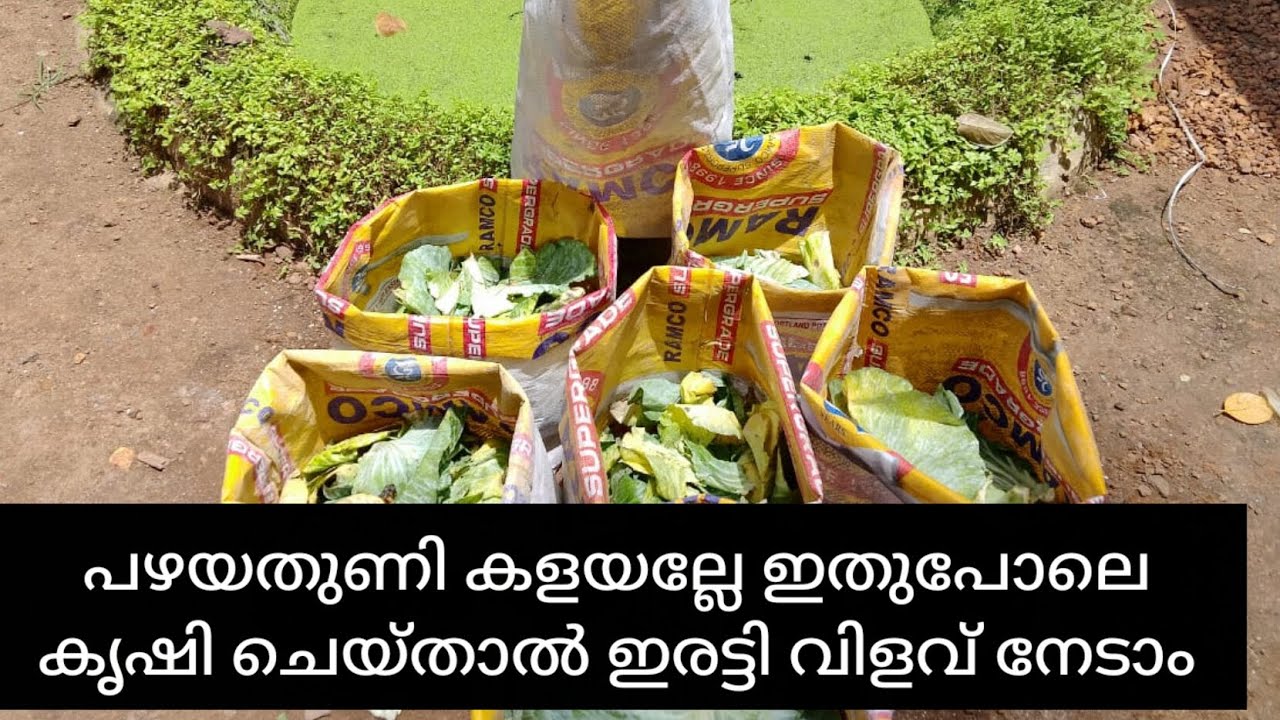 പഴയ തുണി ഈ രീതിയിൽ ഗ്രോ ബാഗ് നിറച്ചാൽ വെള്ളവും കുറച്ചു മതി ധാരാളം വിളവ് ലഭിക്കും