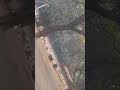 #deer