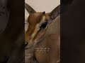 مثل الظبي 