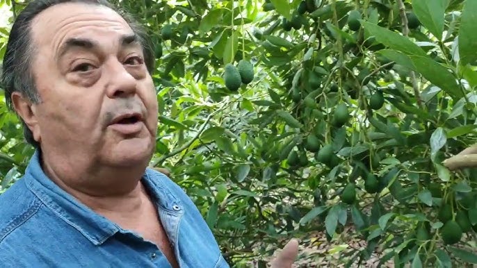 El tipo de flor en el cultivo del aguacate – Viveros Brokaw