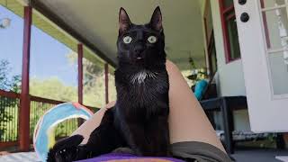Part 1: Learn about Cerebellar hypoplasia with Elvis 