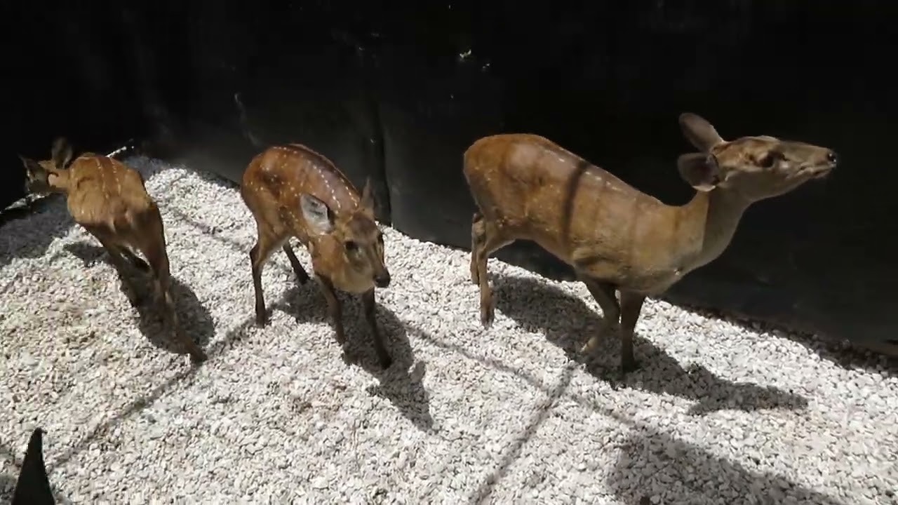 WildLife Buyer, LLC. - 0.3 HOG DEER (RB#3)