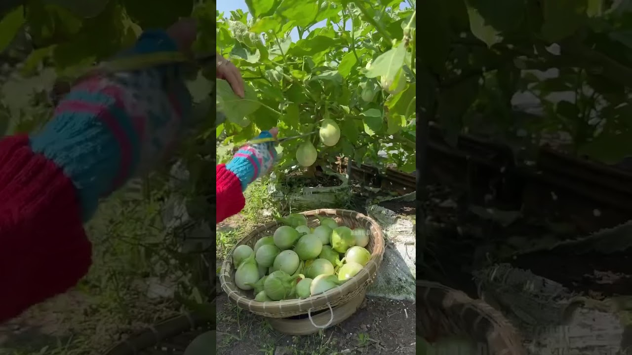 Món ngon từ Cà ngọt Rado 525 - Rạng Đông Seeds #hatgiongrangdong #rangdongseeds