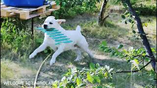 Кто украл забор??? А как хорошо всё начиналось!) Илюша 19 мес. и Мишель 5,5 лет