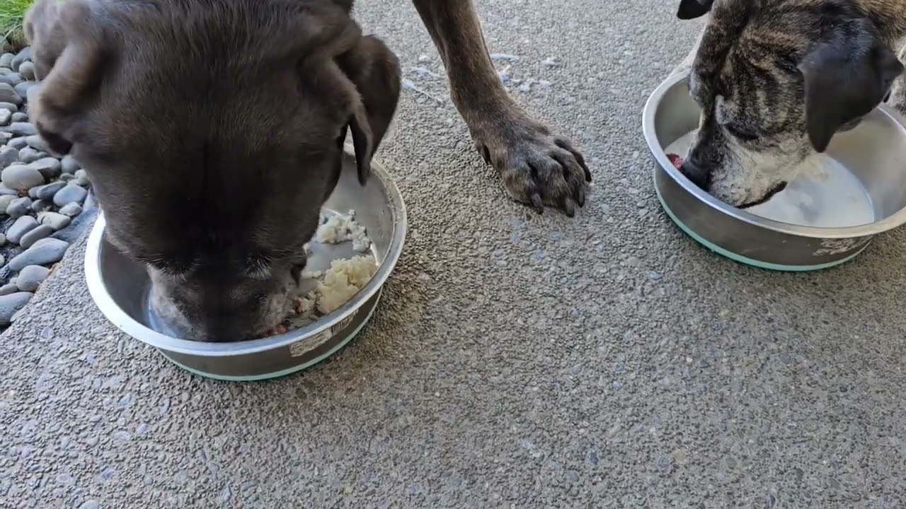 Feeding My Cane Corso Mastiff Raw Pork, Beef Mince & Rice with Milk! 🐖🍖🍚🥛